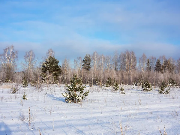 Paisagem Dia Frio Ensolarado Inverno — Fotografia de Stock