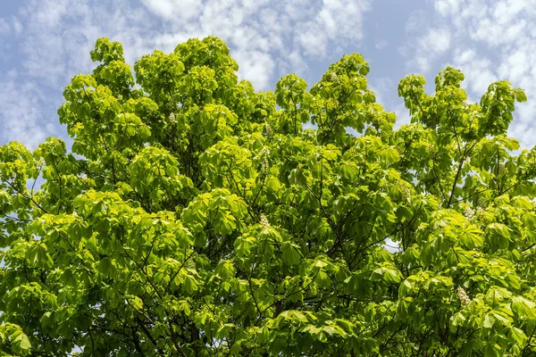 Kasztan Zielonych Liści Słoneczny Dzień Wiosny — Zdjęcie stockowe