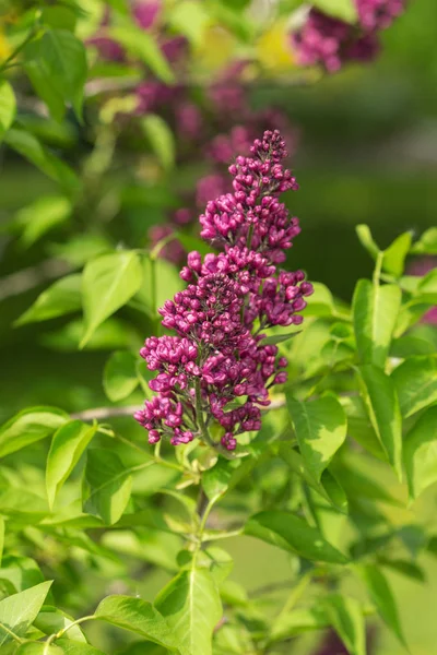 Branch Lilac Garden Beginning Flowering — Stock Photo, Image