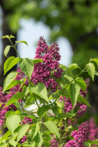 Branches Lilas Dans Jardin Début Floraison — Photo