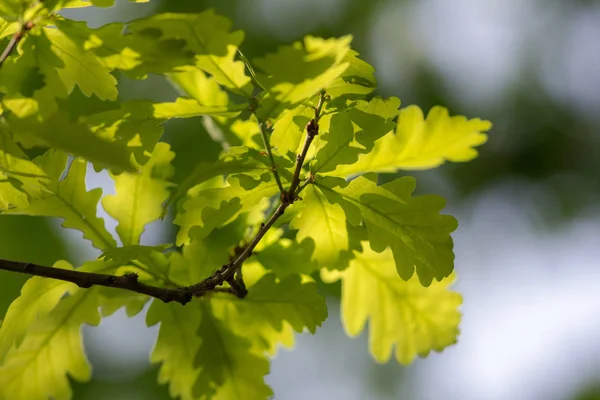 Folha Carvalho Verde Primavera Primeiro Plano — Fotografia de Stock