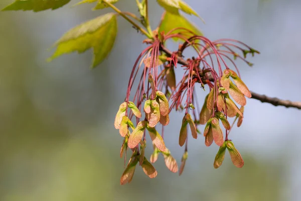 春の日の種子とメープルの枝 — ストック写真