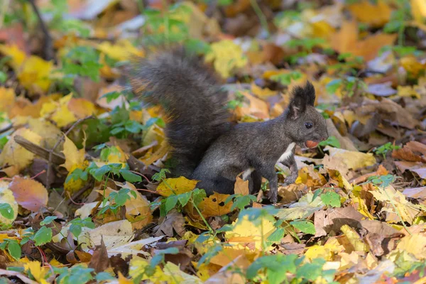 Esquilo Preto Com Uma Noz Folhas Outono — Fotografia de Stock