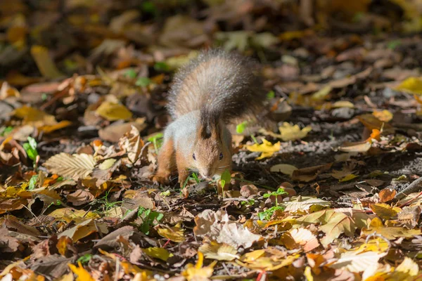 Squirrel Autumn Park Fallen Leaves — Stock Photo, Image