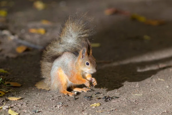 Eichhörnchen Herbstpark Frisst Sonnenblumenkerne — Stockfoto