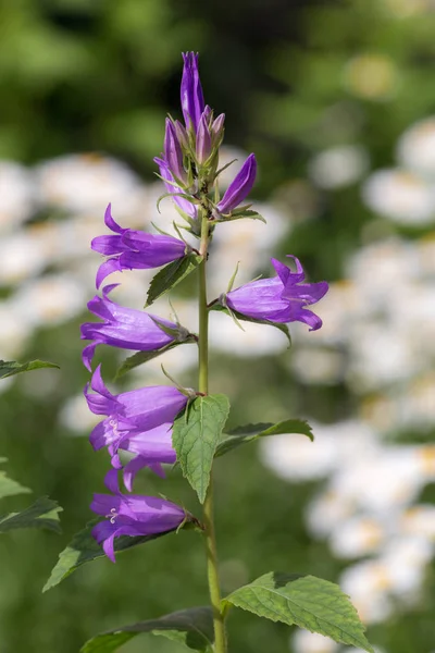 Bloeiende Paarse Bellflower Zomer Close — Stockfoto