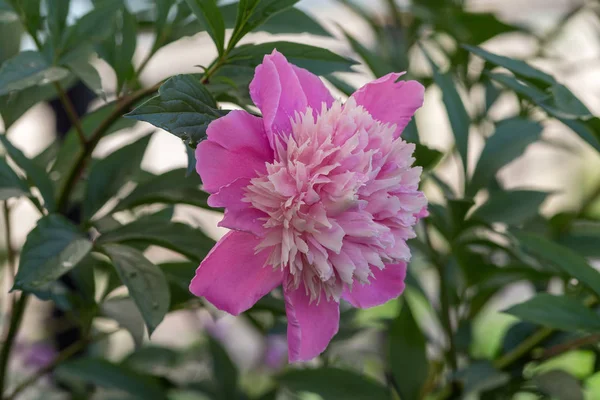 Рожеве Півонія Літньому Саду Крупним Планом — стокове фото