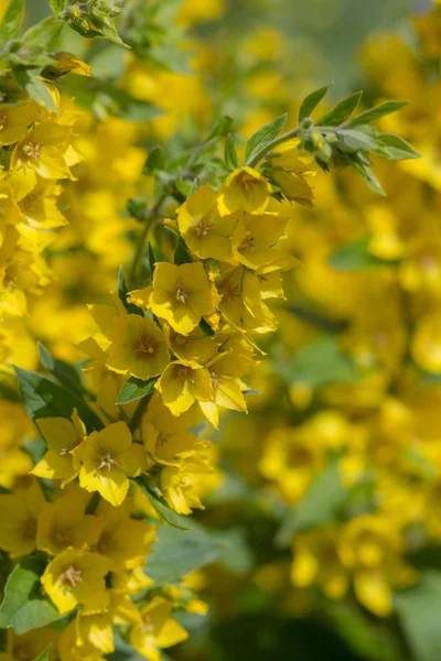 Yaz Aylarında Sarı Çiçek Açan Loosestrife Yakın Çekim — Stok fotoğraf
