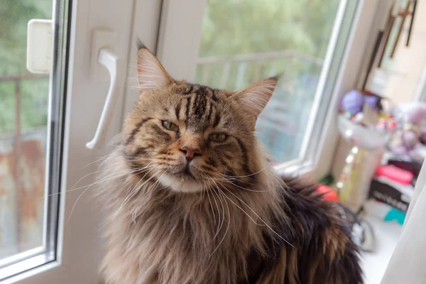 Portrét Maine Coon Kočky Okna — Stock fotografie