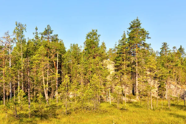 Landschap Met Rand Van Het Bos Buurt Van Het Moeras — Stockfoto