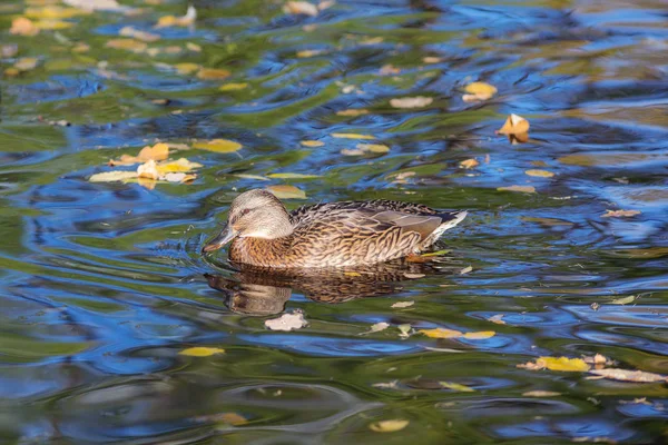 Pato Nadando Água Com Folhas Outono Caídas — Fotografia de Stock