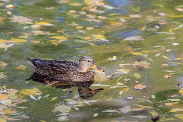 Pato Nadando Água Outono Com Folhas Caídas — Fotografia de Stock