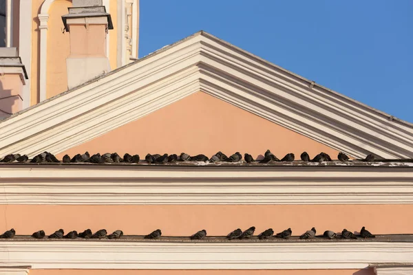 在建筑物的屋檐上有大量的鸽子 — 图库照片