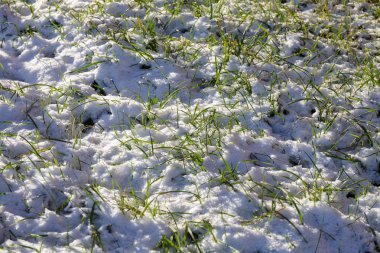 İlk kar komutasındaki yeşil çim