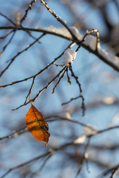 最初の雪の中 孤独な秋葉 木の枝 — ストック写真