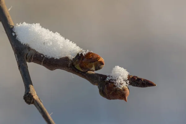 Drzewo Gałąź Pąków Pod Zbliżenie Śnieg — Zdjęcie stockowe