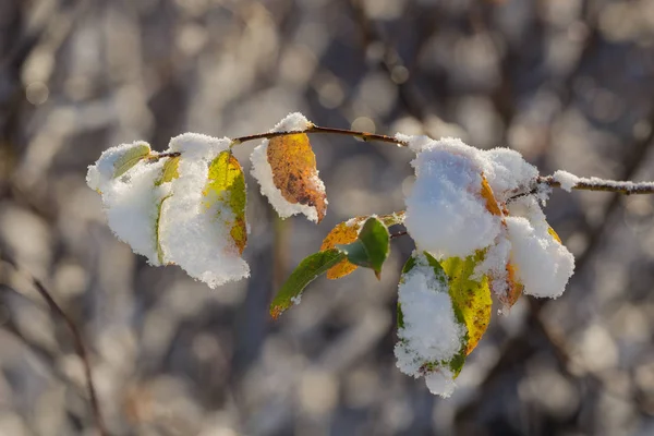 Ramo Albero Con Foglie Autunnali Sotto Prima Neve — Foto Stock