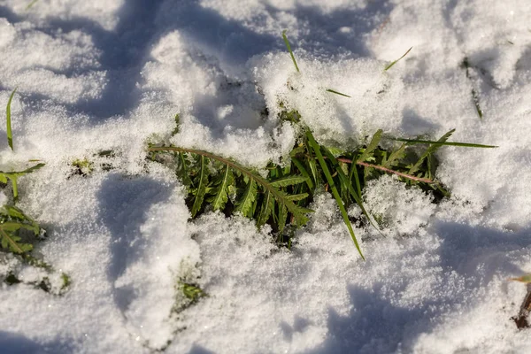 Grönt Gräs Hösten Första Snön — Stockfoto