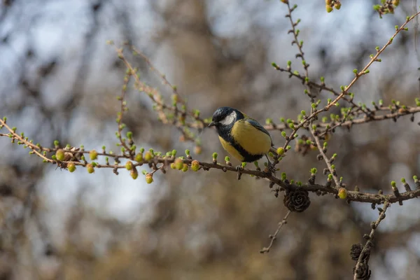 Tit Senta Ramo Floração Larício Primavera — Fotografia de Stock