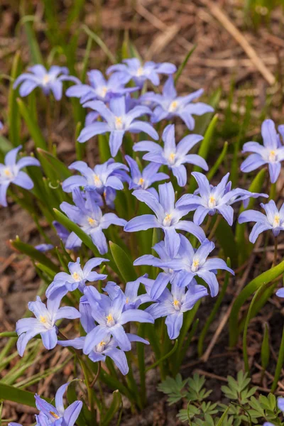 Синие Цветки Хионодоксы Весной Закрываются — стоковое фото