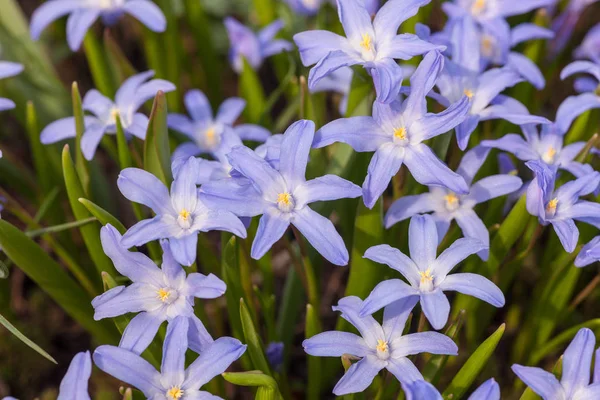 Blaue Blüten Der Chiionodoxa Frühling Aus Nächster Nähe — Stockfoto