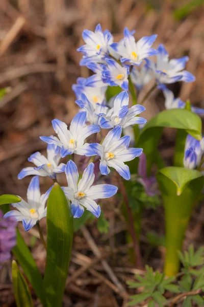 Μπλε Λουλούδια Της Chiionodoxa Άνοιξη Εσωτερικη — Φωτογραφία Αρχείου