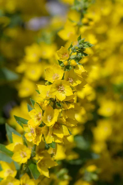 夏に黄色の咲くオカトラノオをクローズ アップ — ストック写真