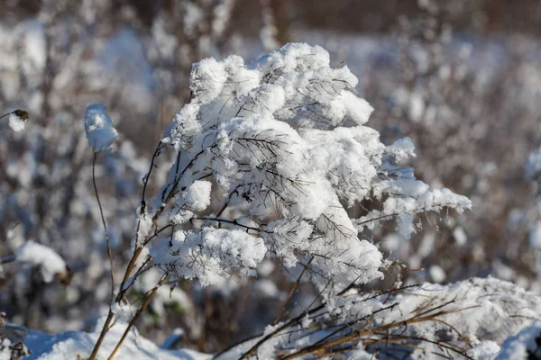 Grama Seca Outono Após Primeira Neve — Fotografia de Stock