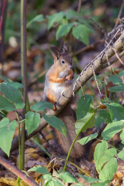 Portrait Squirrel Tree Branch — Stock Photo, Image