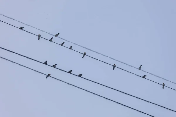 Kuşlar Sürüsü Soğuk Kışın Teller Üzerinde — Stok fotoğraf