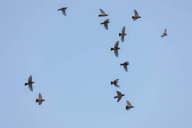 Uçuş gökyüzüne karşı waxwings sürüsü
