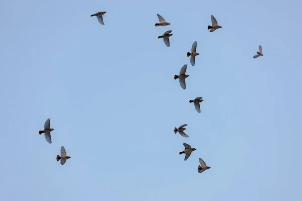 Kudde Van Waxwings Tijdens Vlucht Tegen Hemel — Stockfoto