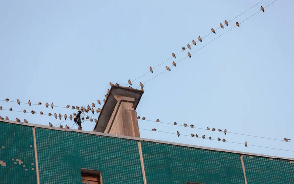 Herde Wachsflügel Auf Dem Dach Des Hauses — Stockfoto