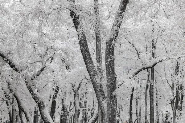 Träd Med Snö Kall Vinterdag — Stockfoto