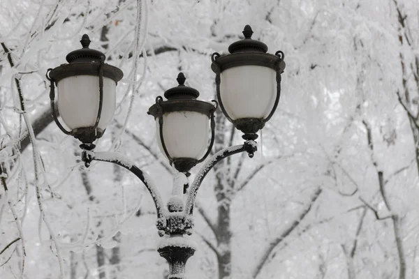 Φανάρι Και Χιόνι Κάλυψε Δέντρα Μια Κρύα Χειμωνιάτικη Μέρα — Φωτογραφία Αρχείου