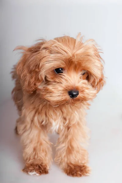 Studio Portrait Shaggy Puppy Closeup — Stock Photo, Image