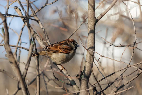 Portrait Sparrow Branch Bush — Stock Photo, Image