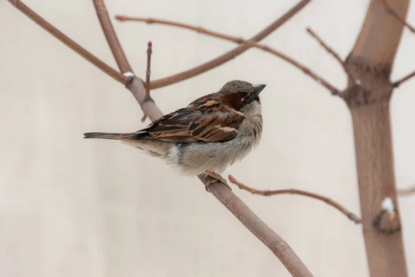 Sparrow Egy Bokor Közelről — Stock Fotó