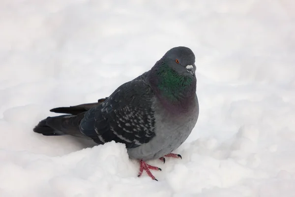 Porträt Einer Taube Auf Schnee Winter — Stockfoto