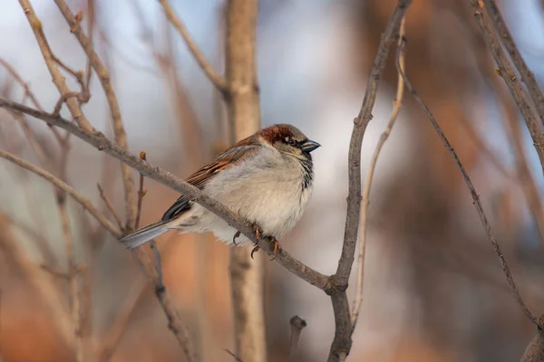 Portrait Sparrow Tree Branch — Stock Photo, Image