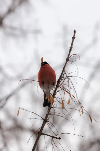 Bullfinch Branch Winter Eats Ash Seeds — Stock Photo, Image