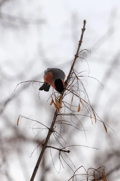 Bullfinch Ramo Inverno Come Sementes Cinza — Fotografia de Stock