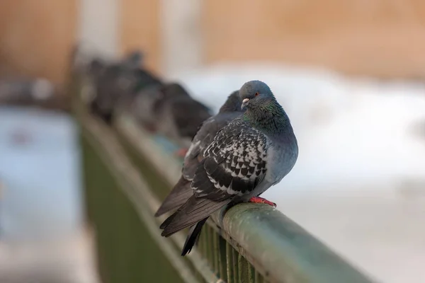 Korkuluk Üzerinde Oturan Gri Güvercinler Sürüsü — Stok fotoğraf