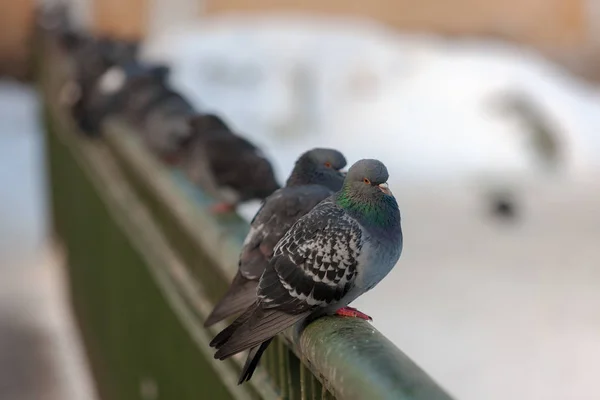 一群灰色的鸽子坐在栏杆上 — 图库照片