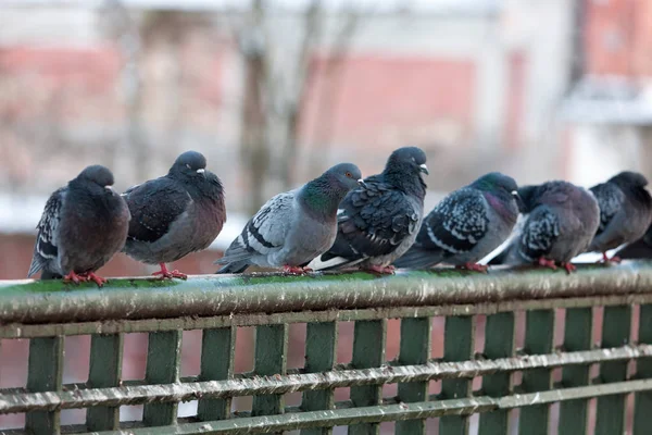 一群灰色的鸽子坐在栏杆上 — 图库照片
