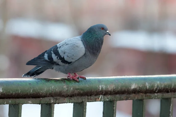 Portrait Gray Pigeon Railing — Stock Photo, Image