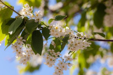 kuş kiraz Şubesi bahar ön planda