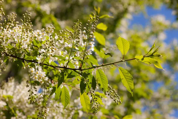 Vogelkirschenzweig Vordergrund Frühling — Stockfoto