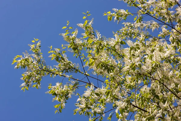 Branches Cerisier Oiseau Contre Ciel Bleu — Photo