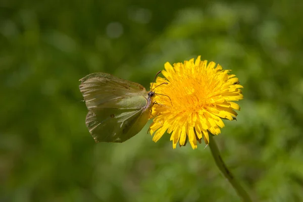 Butterfly Dandelion Flower Foreground — Stock Photo, Image